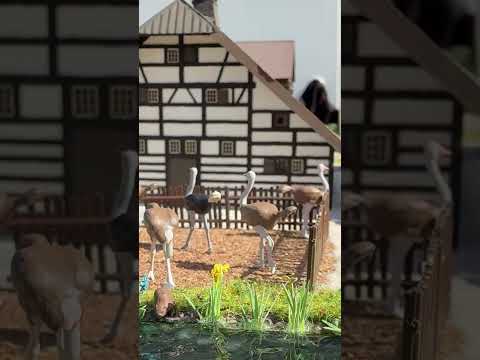 Short/Reel: Straußen-Yoga & Alpaka-Wanderung 🪶🦙